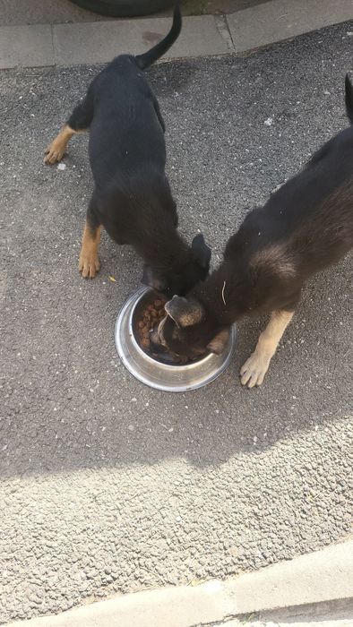 Se oferă spre adopție gratuit cățeluși pui metis masculi