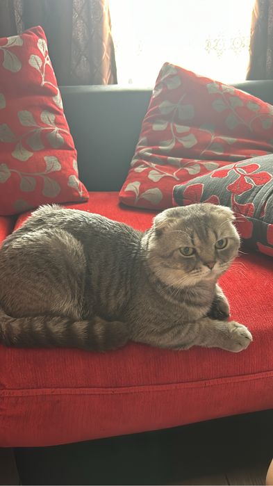 Котик для Вязки