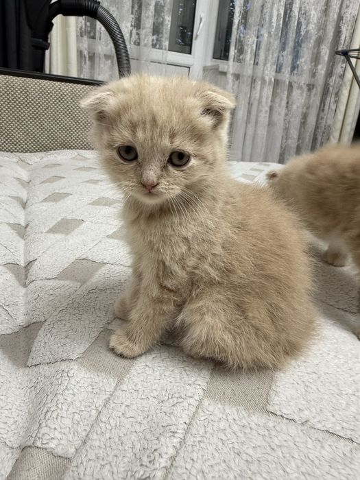 Шотландские котята