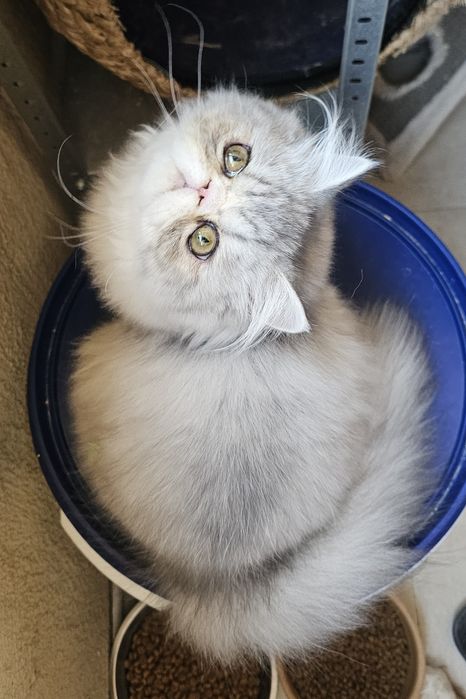 Персийски котенца