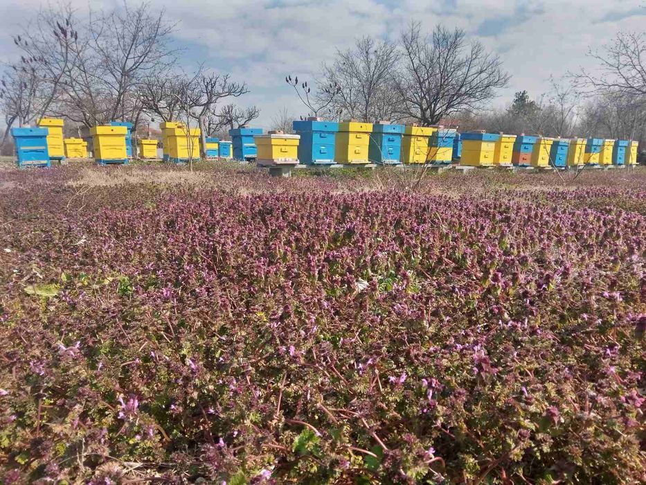 Презимували пчелни отводки ЛР