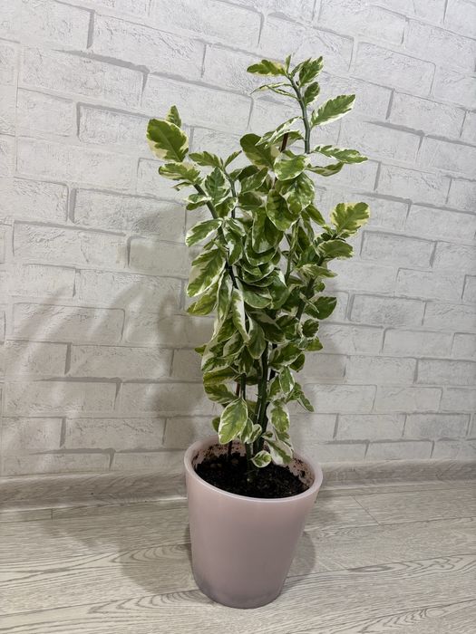 Продам цветок педилантус