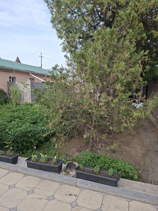 Продам туи северные