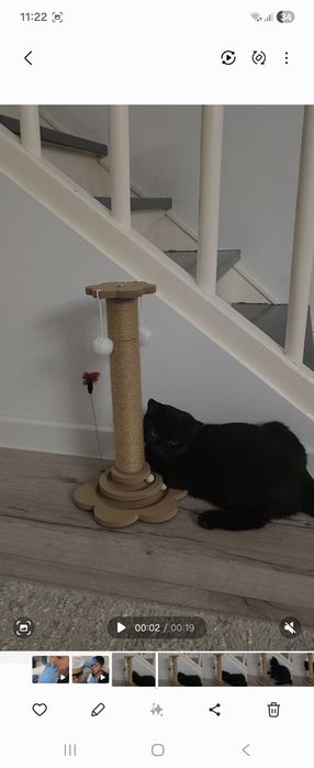 Котёнок 4месяца Бурма+Бомбей