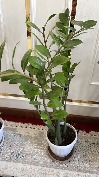 Гүлдер сатылады.