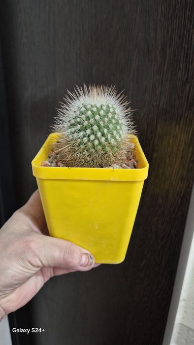 Кактусы домашние, три сорта