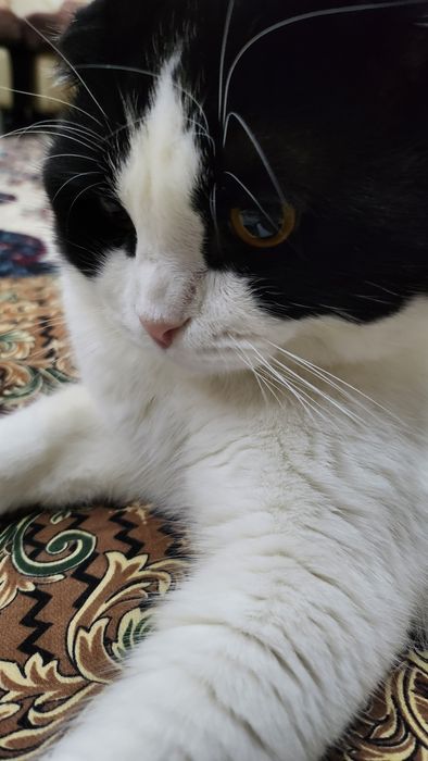 Vyaskaga (Sotilmaydi)