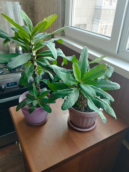 Продам цветы Малочай 2500