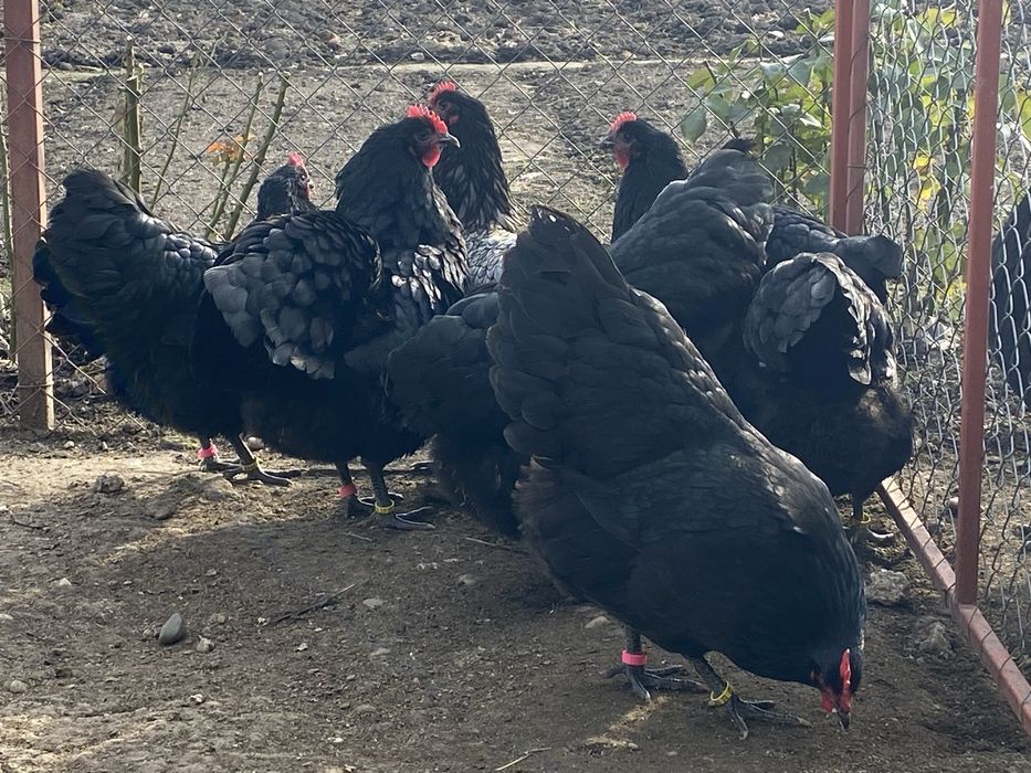 Oua incubat australorp negru si albastru
