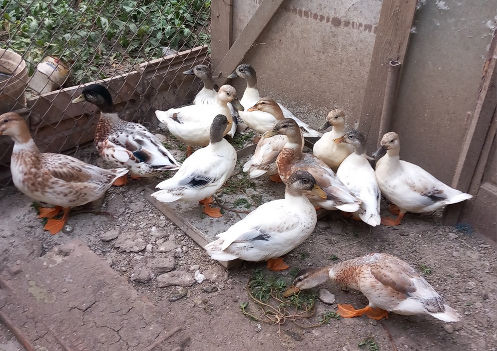 Vând rate pitici olandeze