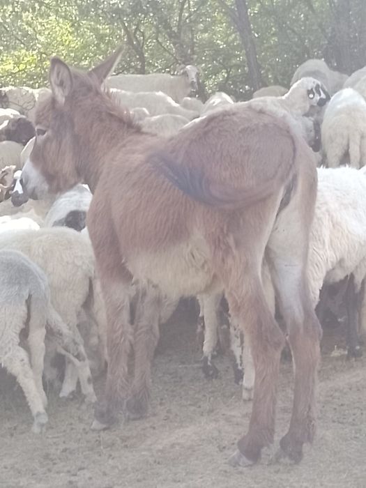 Vand mânză și o măgăriță