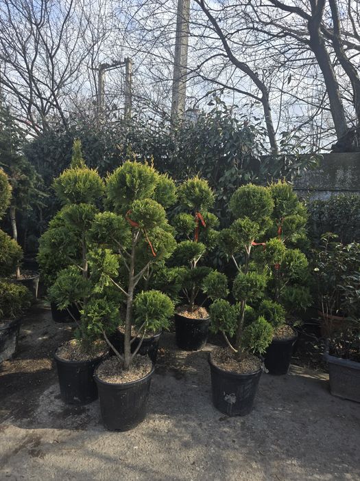 Leylandii mesteacăn tei