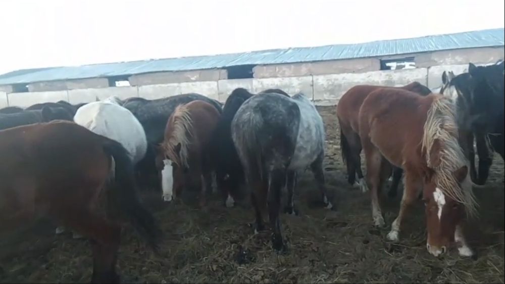 Продам жеребых кобыл