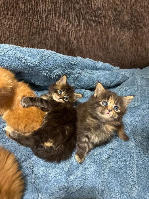 Котята мейн кун 80000