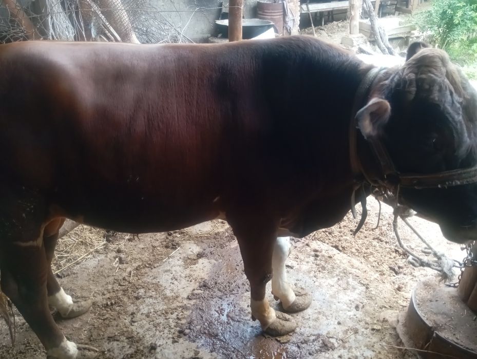 Qora mol 220 kilo