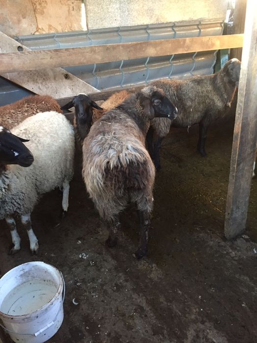 Продам жирных баран в городе