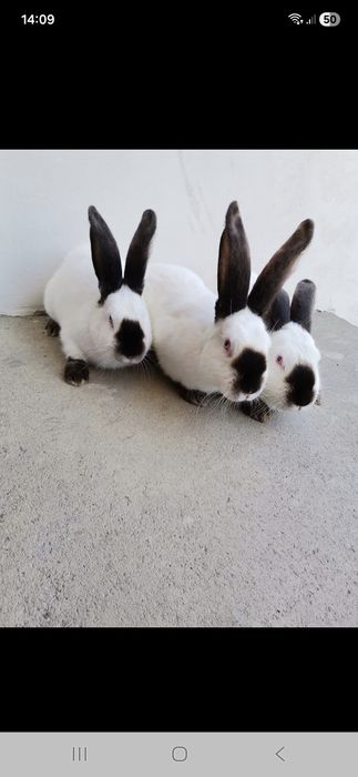 Urias de Transilvania