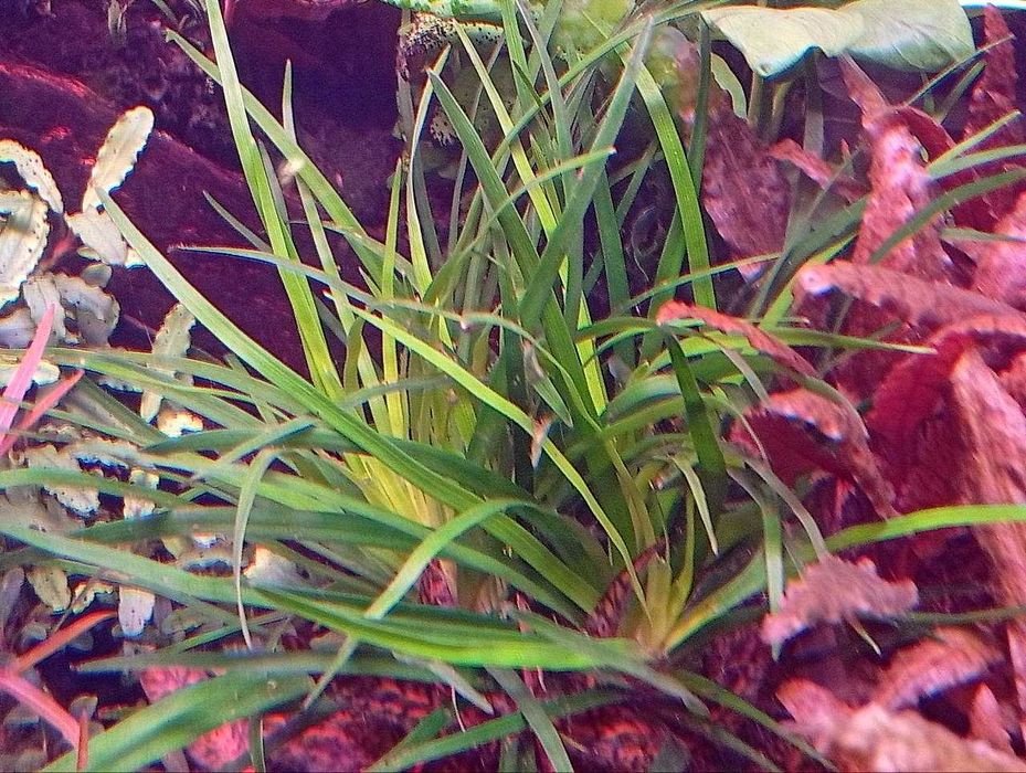 Эриокаулон Вьетнам (Eriocaulon sp. Vietnam) . Аквариумное растение