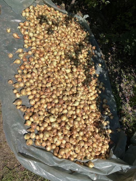 Ceapă de vânzare