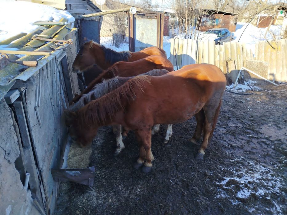 4 бас жылқы сатылады , ұрғашы