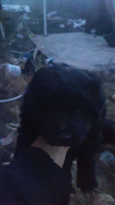 Отдам девочку в хорошие руки!