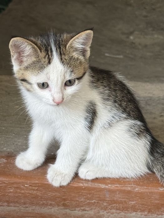 Hadyaga mushuk bolalari beriladi