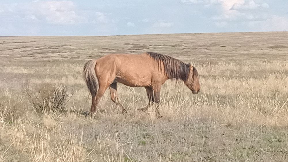 Құла айғыр сатылады