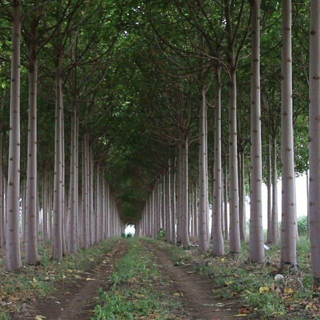 Biogumus, Pavloniya, kuchatlari,Avatar uzum kuchatlari sotuvda.