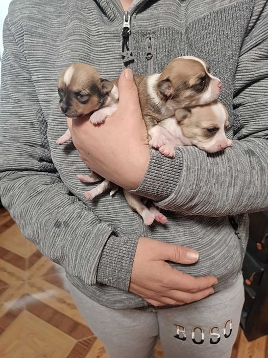 чихуахуа две момиченца и едно момченце