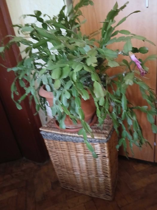 Продавам коледниче