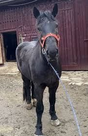 Vand cal căruță de calitate