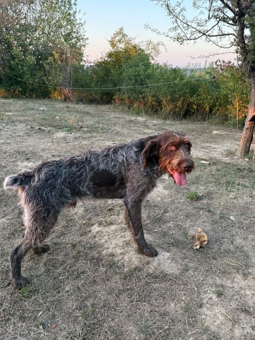 Brac german cu păr sârmos