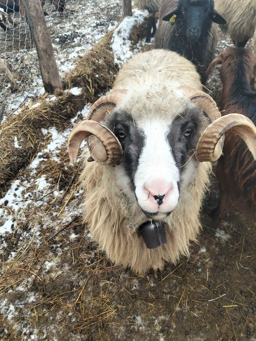 1berbec și 5tapi  de vanzare
