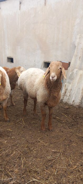 Arashan qoʻchqorlar sotiladi