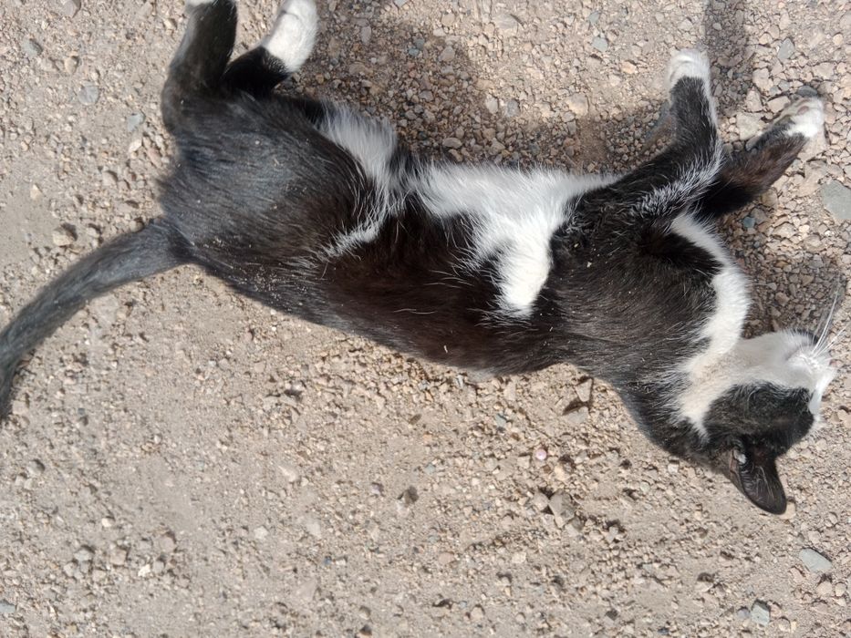 Черный кот домашний
