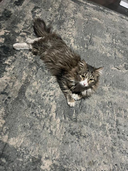 Отдам котенка в добрые руки СРОЧНО