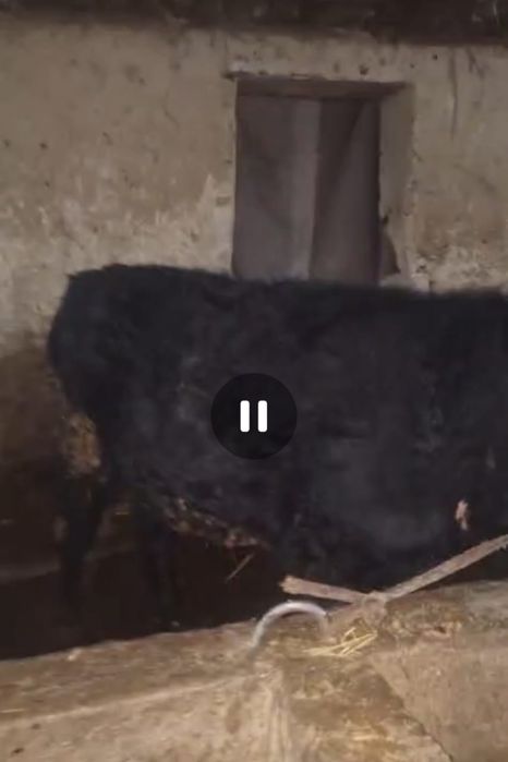 Бычки продам продам