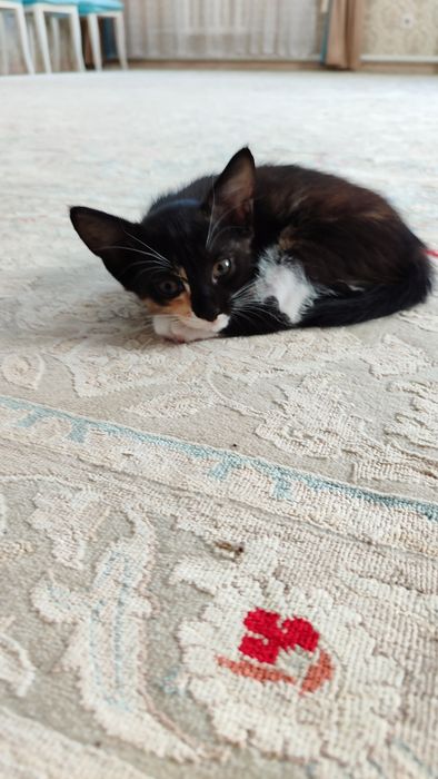 Отдам трехцветного котенка в добрые руки.