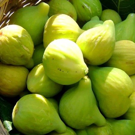 Pomi fructiferi  exotici smochin