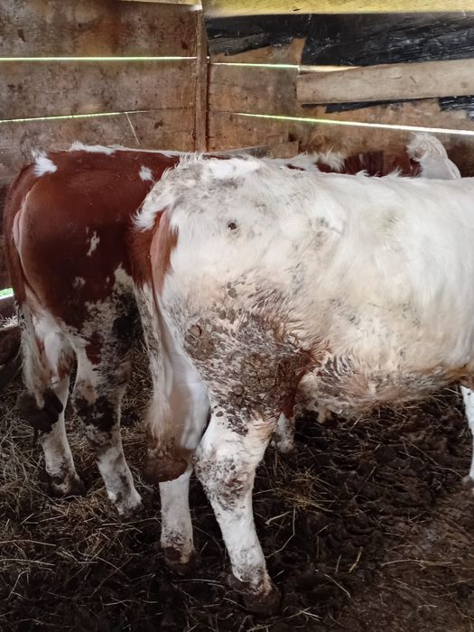 10 viței de vânzare