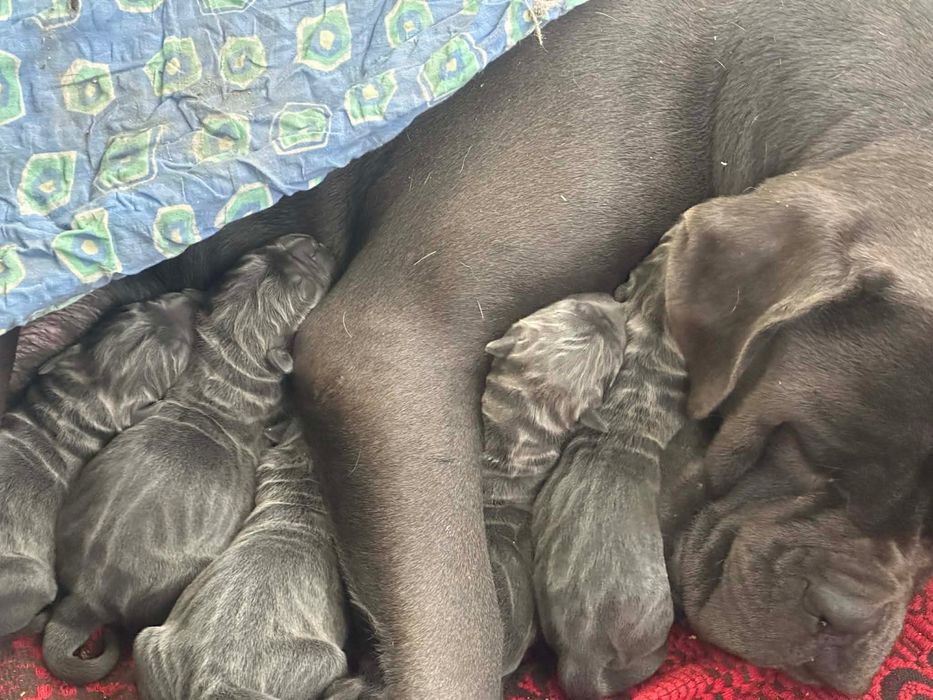 Кане корсо сиви малчовци