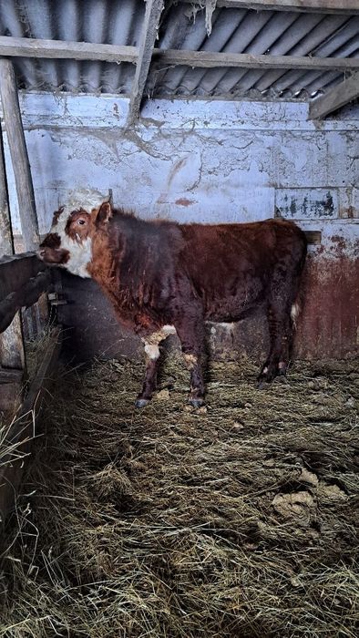 Продам бычок на Племя