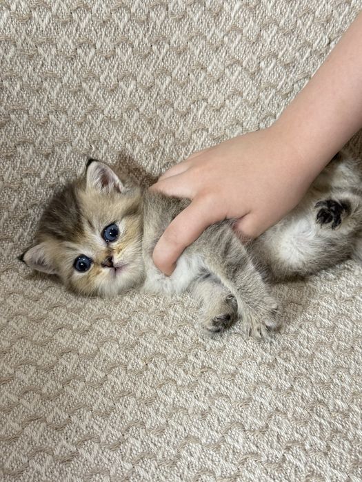 Котята чистокровные Шиншиллы