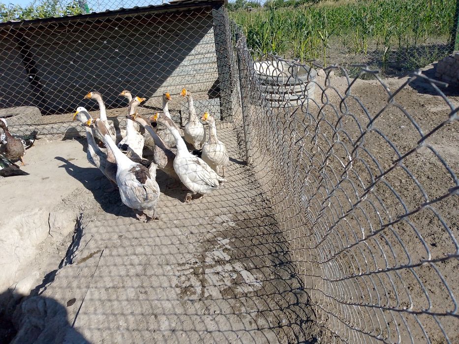 Gʻos sotiladi.Yoshi