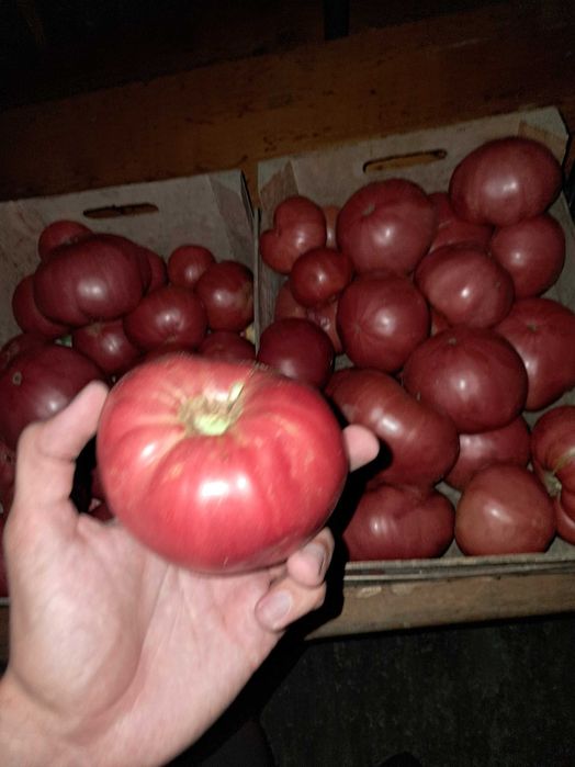 Продавам прясно набрани домати от градина, екологично чисти!!