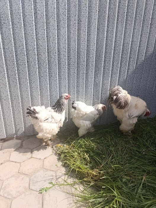 Brama tovuq va xoʻroz sotiladi