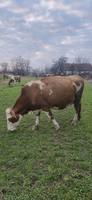 Vaca Baltată romaneasca de 7 ani, gestanta 7.5 luni.