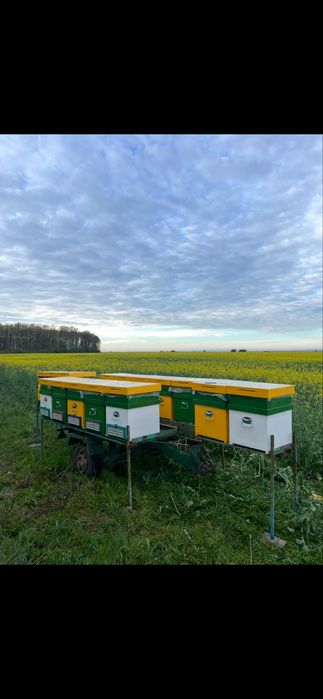 Remorca apicola 15 stupi