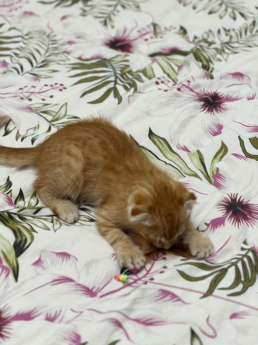 Отдам котенка в добрые хорошие руки