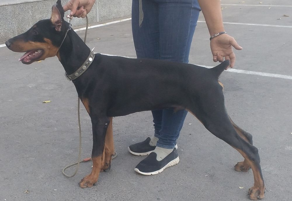 Дрессировка сабак